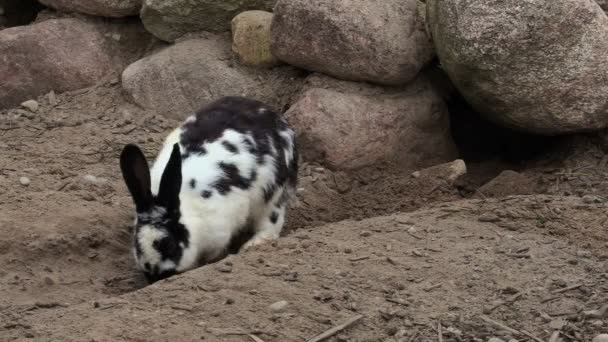 Kelinci menggali bagian-bagian dekat gua — Stok Video
