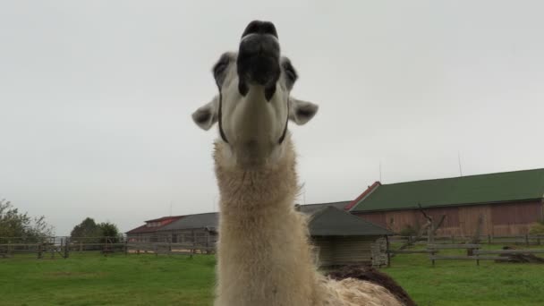 Lama mangeant de la feuille d'érable 