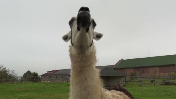 Llama eating maple leaf — Stock Video