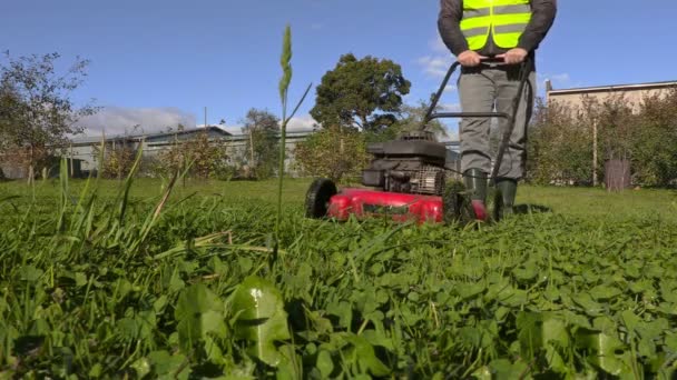 El guardabosques alimenta al jabalí — Vídeo de stock