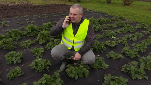 Садовник разговаривает по телефону и прополки клубники — стоковое видео