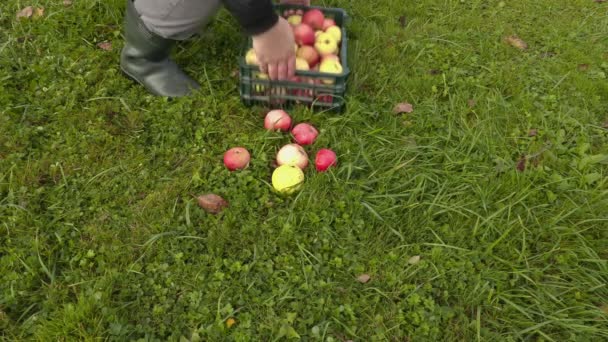 Man samla äpplen i gräs — Stockvideo