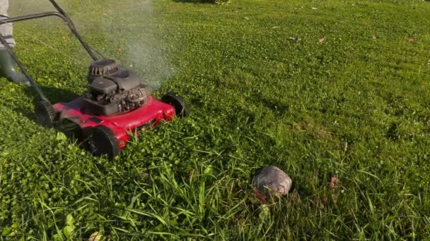 Trabalhador paisagista remover pedra do gramado — Vídeo de Stock
