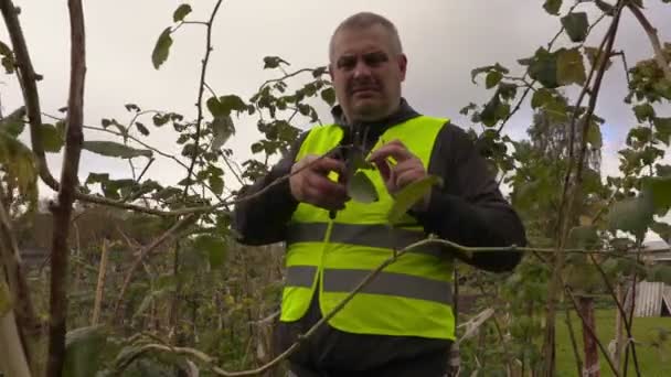 Agricultor revisando plántulas de frambuesa — Vídeo de stock