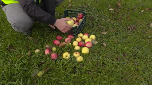 Arbetstagare sätta äpplen i plastlåda — Stockvideo
