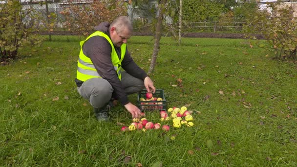 Arbetaren sortering äpplen i trädgården — Stockvideo