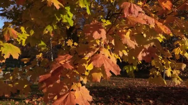 Прекрасный осенний день листьев — стоковое видео