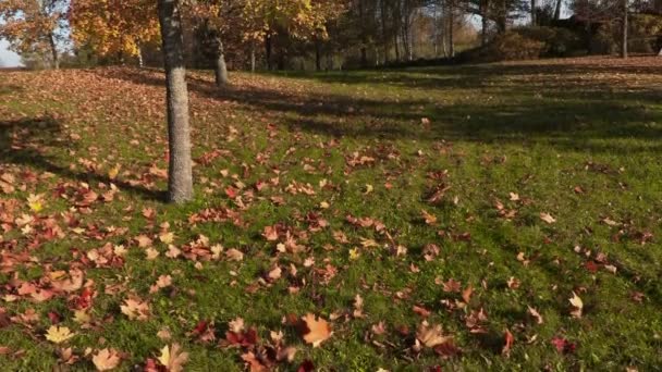 Прекрасний осінній вид в осінній день — стокове відео