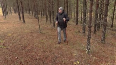 Uzun yürüyüşe çıkan kimse çam ormanda yürüyüş