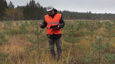 Yeni büyüme çam kontrol Forester