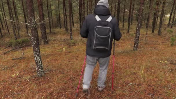 Πεζοπορία με μπατόν περπατώντας μέσα από το πευκόφυτο δάσος για πεζοπορία — Αρχείο Βίντεο