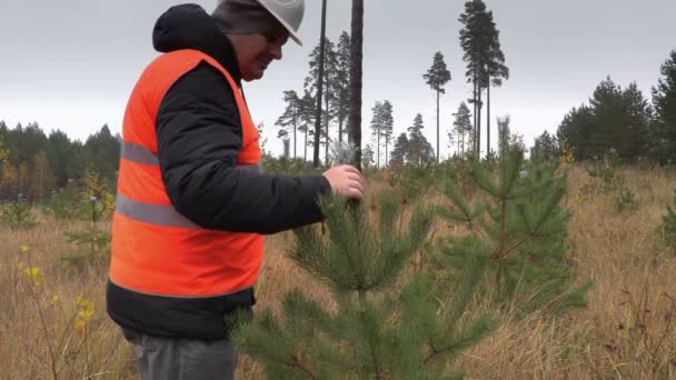 Forester spaceru i sprawdzanie nowe wzrostu pine — Wideo stockowe