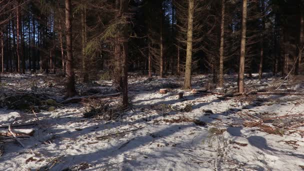 Drwal z ax spaceru w zniszczonych lasów — Wideo stockowe