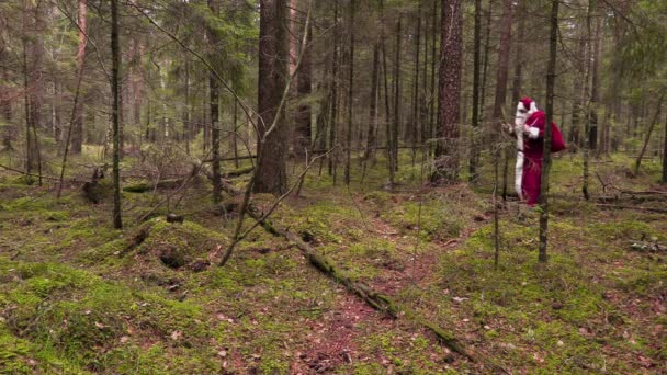 Weihnachtsmann mit Geschenktüte spaziert durch den Wald — Stockvideo