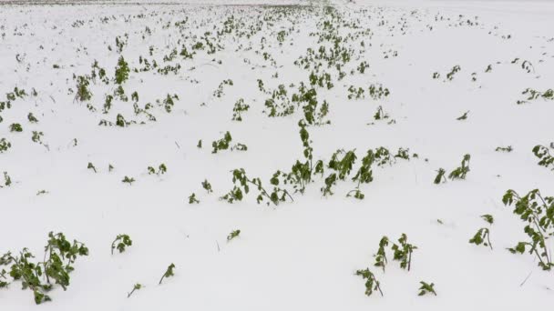 Gröna växter på fältet under snön i snöstorm — Stockvideo