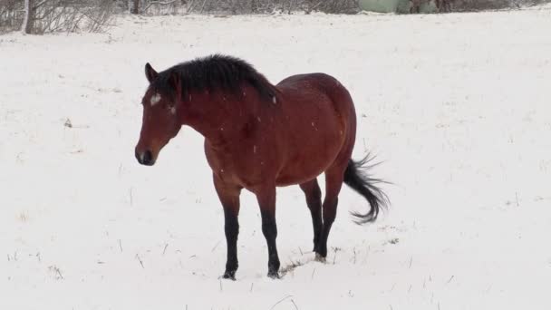 Häst på fältet i snöstorm — Stockvideo