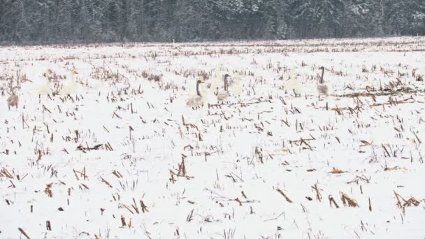 Schwäne bei Schneefall auf dem Feld — Stockvideo