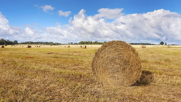 Straw bales on the field — Stock Photo, Image