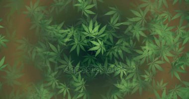 Arka planlar yapraklarda yeşil kenevir