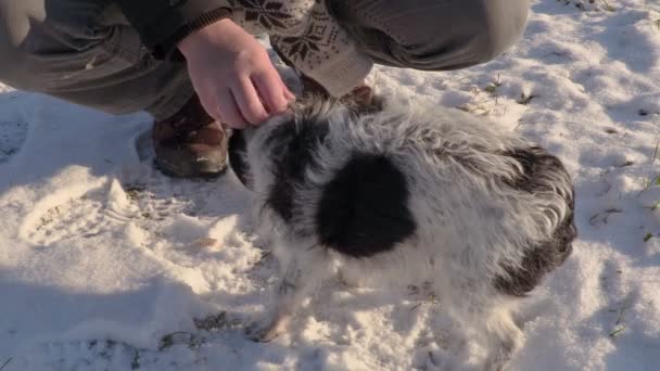 Человек гладит маленькую собаку — стоковое видео