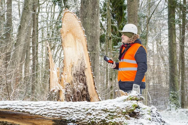 Forest inspector near broken tree in forest — Stock Photo, Image