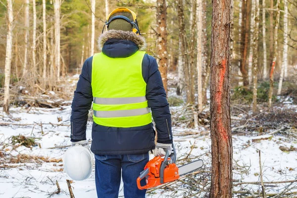 Bûcheron avec tronçonneuse près des arbres marqués dans la forêt — Photo