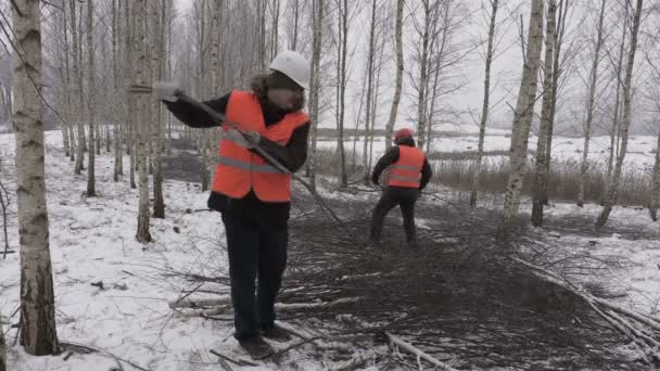 Lumberjacks sorting branches in birch grove — Stock Video