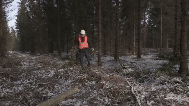 Лесоруб, работающий в разрушенном лесу — стоковое видео