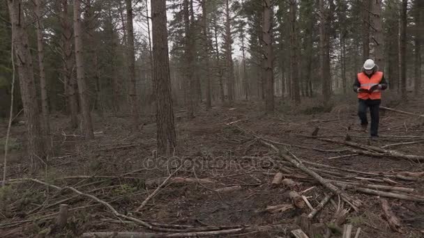 Lumberjack checking destroyed forest — Stock Video