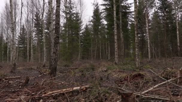 Rotující pohled kamery v zničeného lesa — Stock video