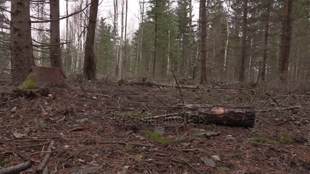 El leñador levanta un tronco pequeño en el bosque destruido — Vídeos de Stock