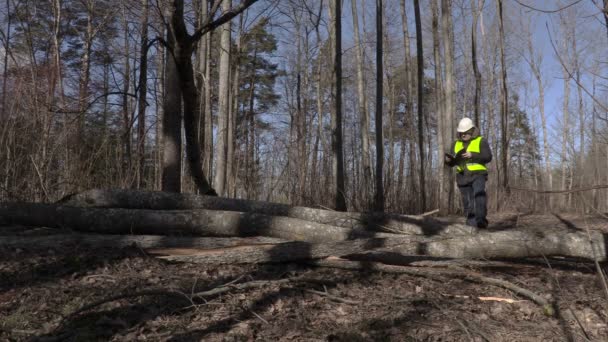 Lumberjack leitura perto de árvores caídas no parque — Vídeo de Stock