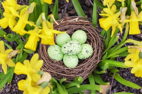 Los huevos de Pascua anidan en narcisos — Foto de Stock