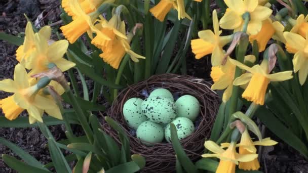 Великодні яйця в гнізді біля квітів — стокове відео