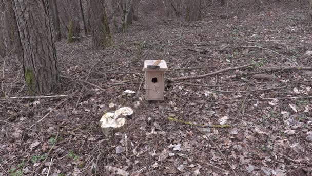 L'uomo prende la casa degli uccelli e se ne va — Video Stock