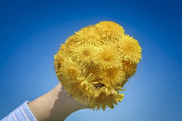 Main avec bouquet de pissenlit sur ciel bleu — Photo