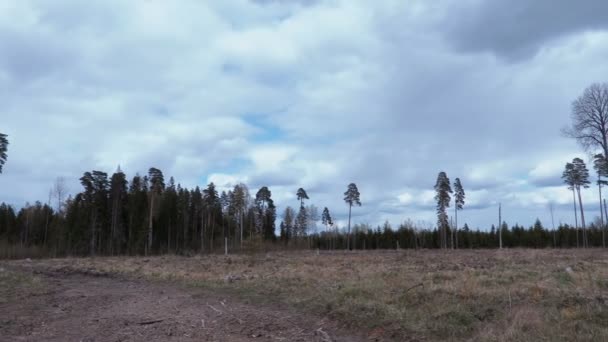 Escena forestal destruida. Caducidad de tiempo — Vídeo de stock