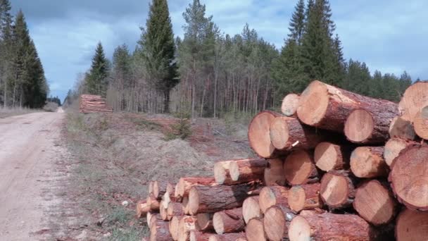 Langsam fahrende Kamera fokussiert auf Stapel von Baumstämmen — Stockvideo