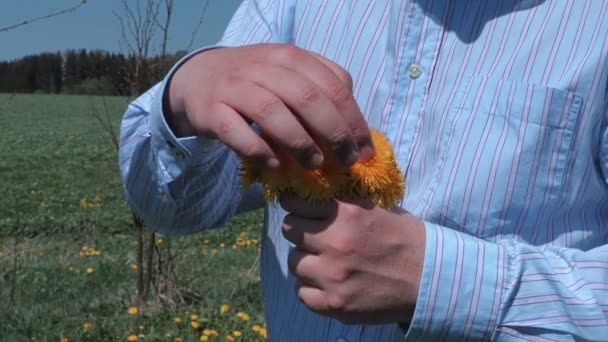 Muž třídění Pampeliška kytice — Stock video