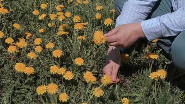 Man pick up dandelions in meadow — Stock Video