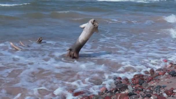 Houten stukken in de buurt van de zee op het strand — Stockvideo