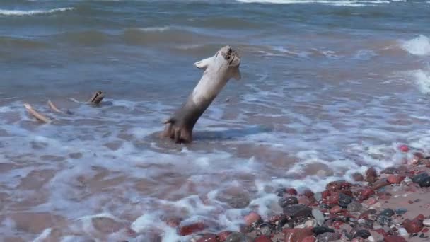 Pezzi di legno vicino al mare sulla spiaggia — Video Stock