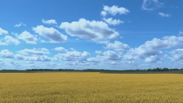 Moln över gula rapsfält. Timelapse — Stockvideo