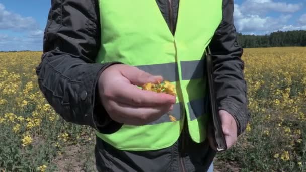 油菜籽植物对场的农夫 — 图库视频影像