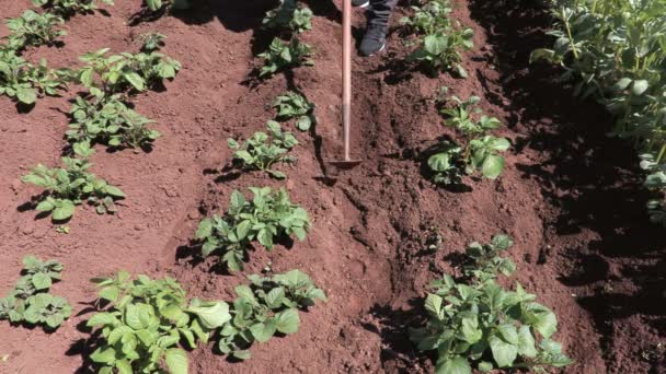 Trabalhador agrícola ervas daninhas perto de plantas de batatas — Vídeo de Stock