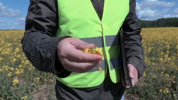 Landwirt mit Rapspflanze auf dem Feld — Stockvideo