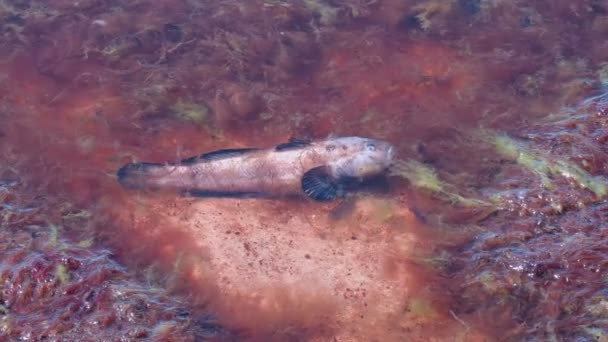 Мертвая рыба в море с загрязнением воды — стоковое видео