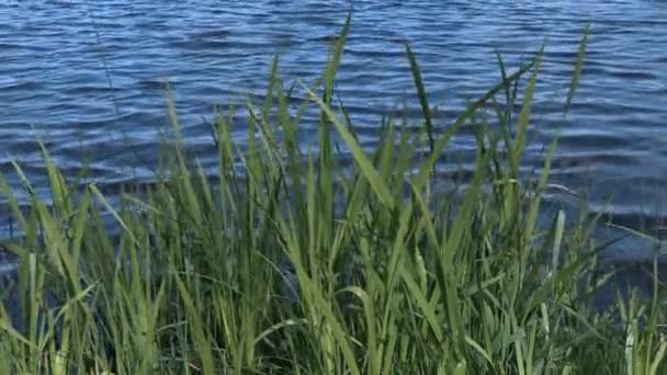 Lake with weeds in summer day — Stock Video