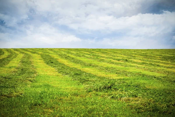 Stro veld in regenachtige dag — Stockfoto