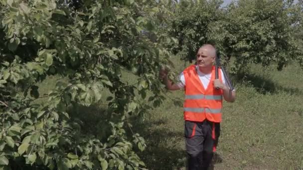 Obstgarten mit Gartenschere kontrolliert den Apfelbaum — Stockvideo